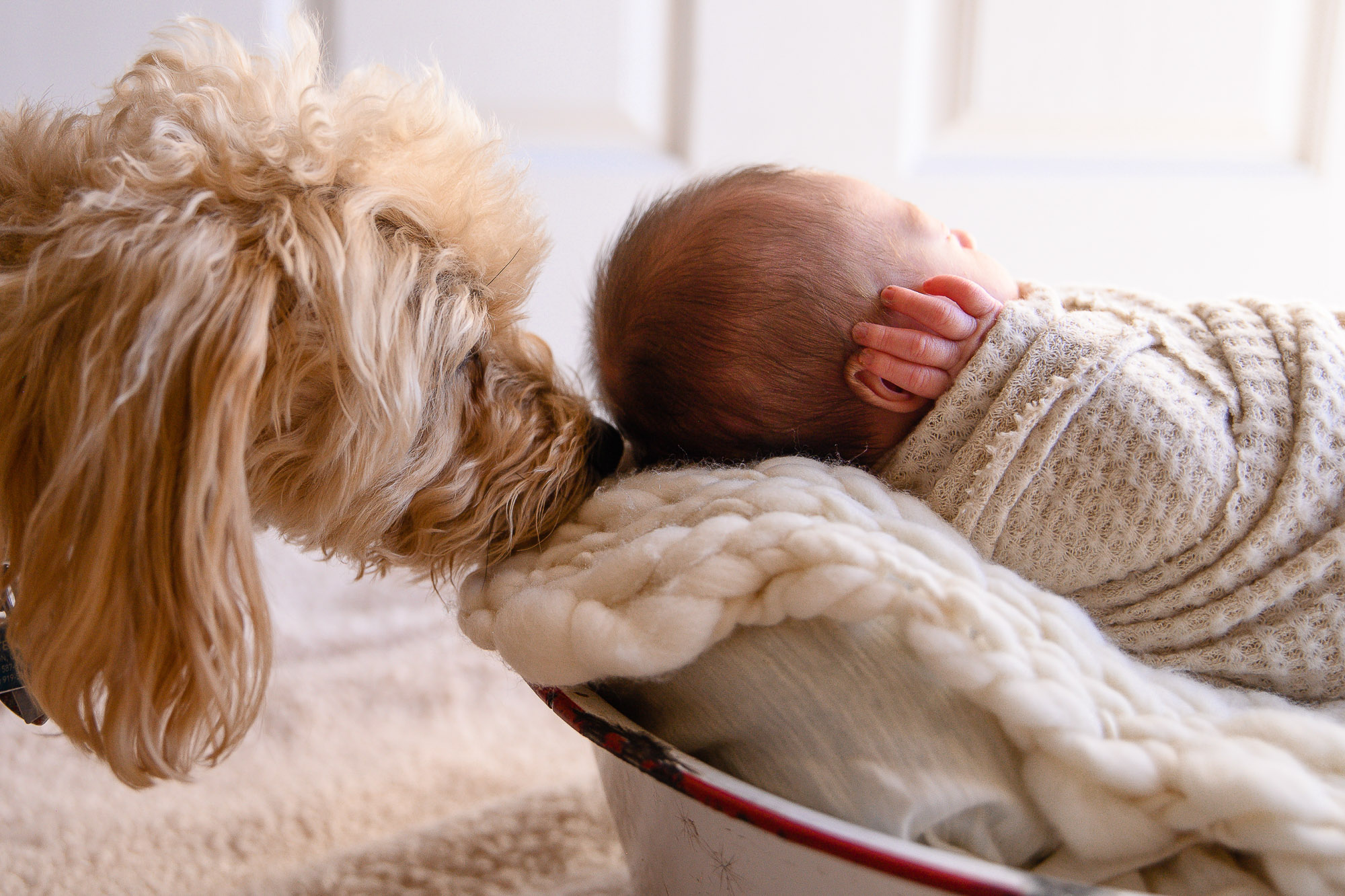 A dog sniffs the head of a newborn baby swaddled in neutral colors as captured by a Denver Photographer.