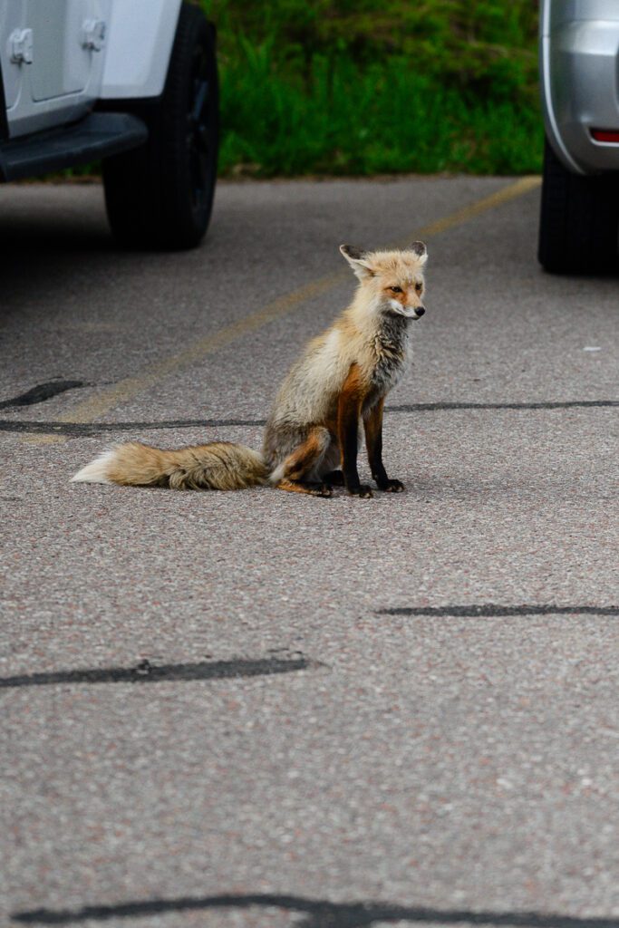 A fox in a parking lot in Aspen as captured by a Denver Senior Photographer