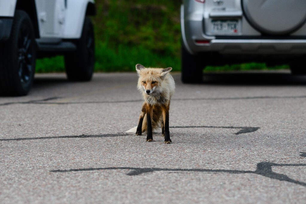 A denver senior photographer captures a picture of a fox in a parking lot at the Maroon Bells